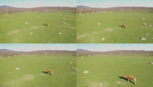 牛群站在一望无际的草原上高清在线视频素材下载