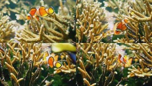 小丑鱼游过珊瑚礁高清在线视频素材下载