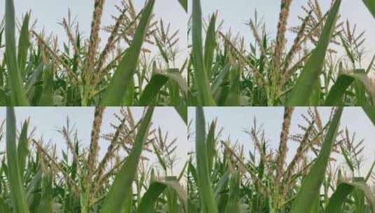 农田里的玉米高清在线视频素材下载