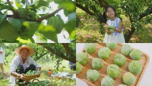 奈李种植基地高清在线视频素材下载