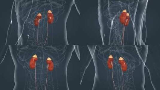 3D医学人体肾脏器官三维动画高清在线视频素材下载