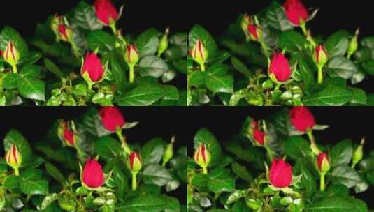 红色玫瑰在黑色背景上开放高清在线视频素材下载