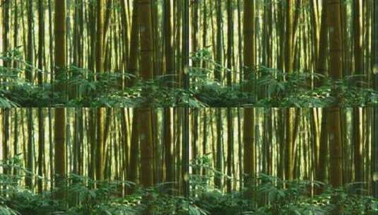 静谧的竹林 (2)高清在线视频素材下载