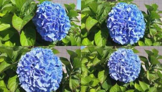 绣球花蓝色和粉红色的花。绣球花大叶高清在线视频素材下载