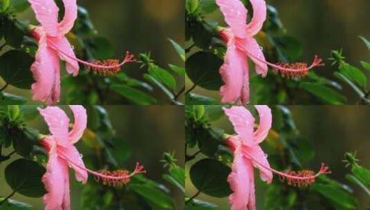 粉色的芙蓉花随风摇摆高清在线视频素材下载
