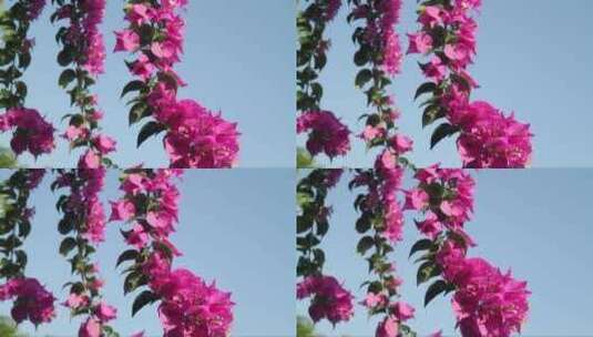 鲜花映衬着晴朗的蓝天高清在线视频素材下载