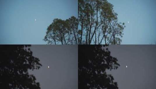 白天月亮树林弯月树木风吹树叶森林夜空天空高清在线视频素材下载