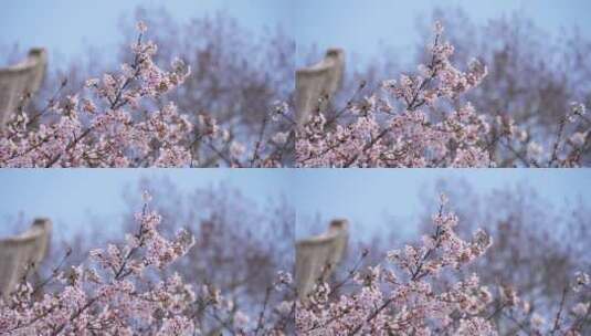武汉大学春天樱花季盛开的樱花高清在线视频素材下载