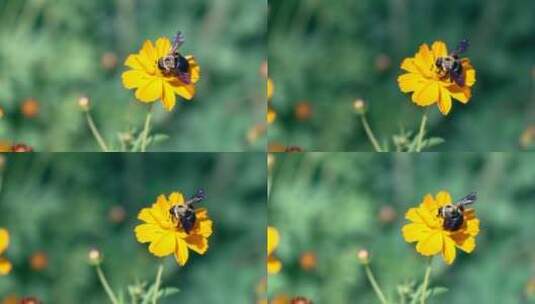4K升格实拍绽放的鲜花采蜜的蜜蜂高清在线视频素材下载
