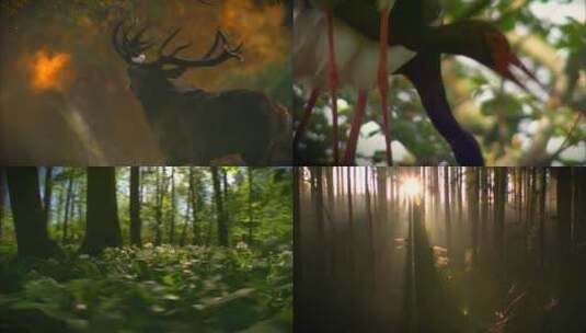 大自然植物昆虫森林风景高清在线视频素材下载