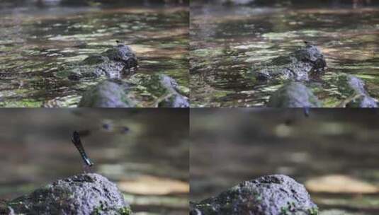 蜻蜓 水 自然高清在线视频素材下载