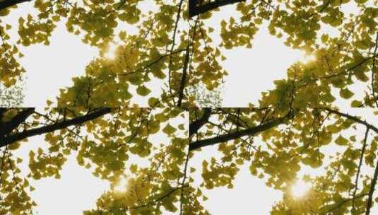 4K升格实拍阳光穿过秋季的银杏树林高清在线视频素材下载