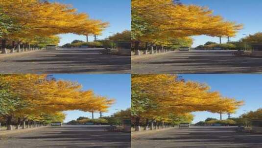 北京的秋天树叶光影高清在线视频素材下载