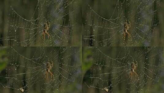 绿色背景蜘蛛网蜘蛛网高清在线视频素材下载