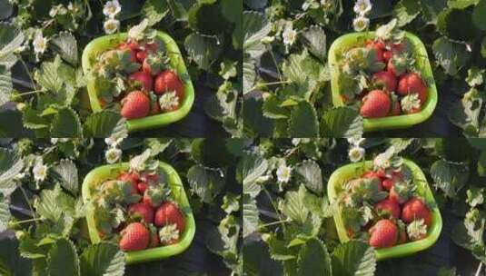 新鲜有机草莓棚采摘高清在线视频素材下载