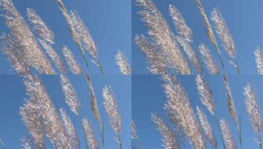 风中飘荡的芦苇草 4k高清在线视频素材下载