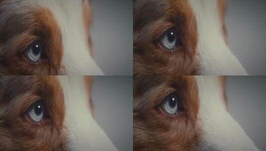 狗眼睛的特写高清在线视频素材下载
