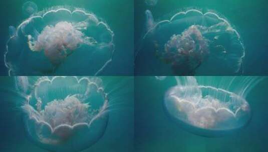 海底拍摄水母高清在线视频素材下载