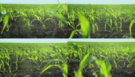 阳光透过玉米幼苗唯美农田有机玉米种植破土高清在线视频素材下载