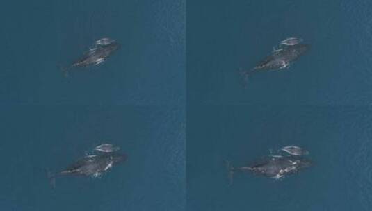 航拍海面鲸鱼高清在线视频素材下载