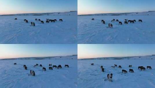 雪地上刨雪觅食的马群高清在线视频素材下载