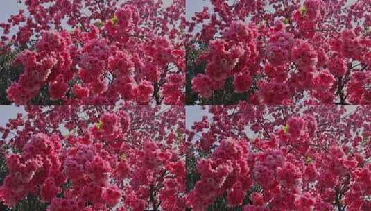 春暖花开樱花盛开景观高清在线视频素材下载