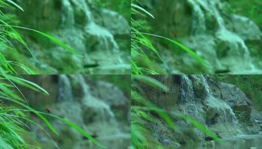 红蜻蜓落在草上高清在线视频素材下载