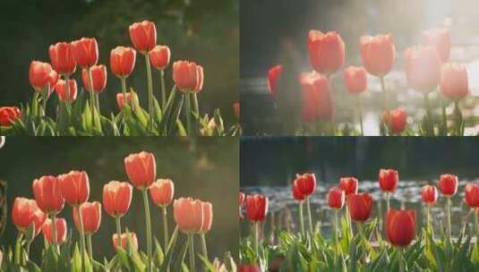 春天阳光下盛开的郁金香高清在线视频素材下载