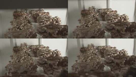 蘑菇菌类生长采摘过程高清在线视频素材下载