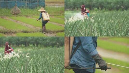 喷洒农药 绿色 农田 4k高清在线视频素材下载