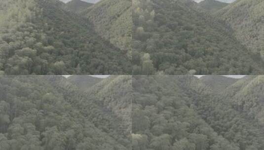 秋天森林大自然树高清在线视频素材下载