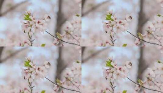 樱花（蜜蜂）-11高清在线视频素材下载