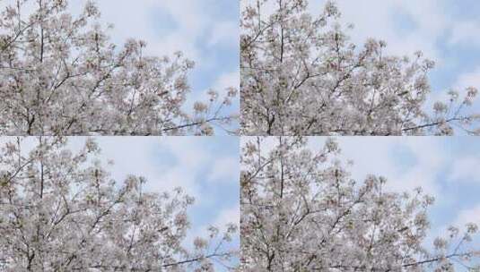 樱花空镜-天空背景-04高清在线视频素材下载