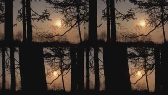 4K日落傍晚逆光拍摄树林高清在线视频素材下载