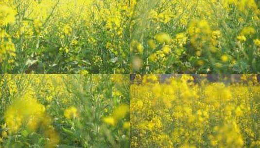 油菜花特写油菜花田蜜蜂花朵采蜜高清在线视频素材下载