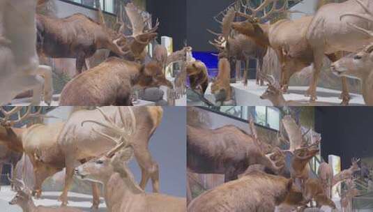 自然博物馆内各种鹿的标本塑像高清在线视频素材下载