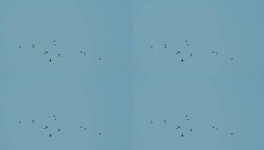 天空中飞翔的鸽子高清在线视频素材下载