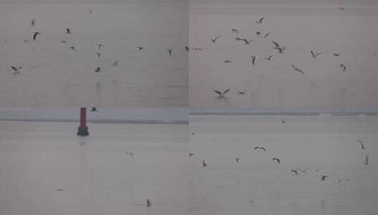 深圳湾的红嘴鸥高清在线视频素材下载