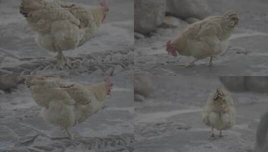 母鸡 农村古镇家禽动物母鸡高清在线视频素材下载