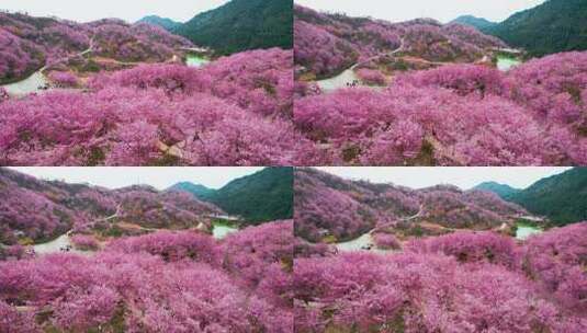 航拍大片万亩樱花园树林美丽乡村振兴粉红色高清在线视频素材下载