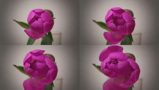 粉色牡丹花绽放高清在线视频素材下载