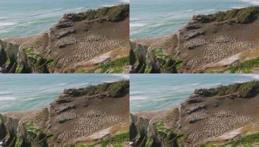 一群在海岛上休息的鸟高清在线视频素材下载
