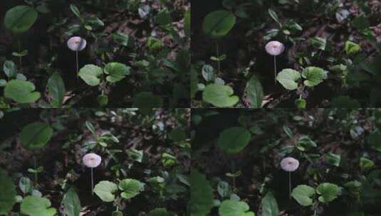 树林间的小蘑菇高清在线视频素材下载