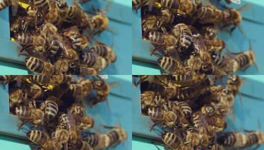 农场蜂蜜生产高清在线视频素材下载