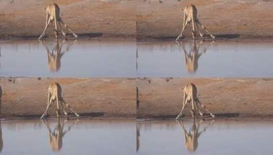 长颈鹿在河边喝水高清在线视频素材下载