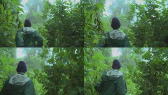 人们走在卢旺达的丛林高清在线视频素材下载