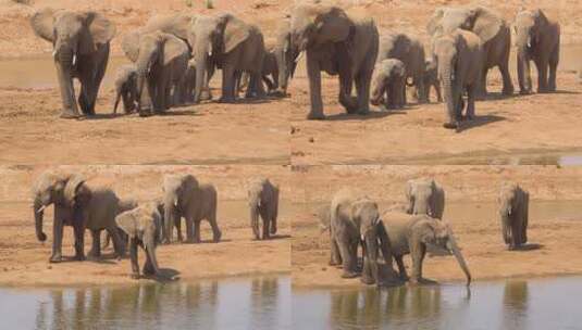 到水坑喝水的大象群高清在线视频素材下载