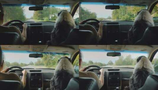 女人开着车戴着狗狗旅行高清在线视频素材下载