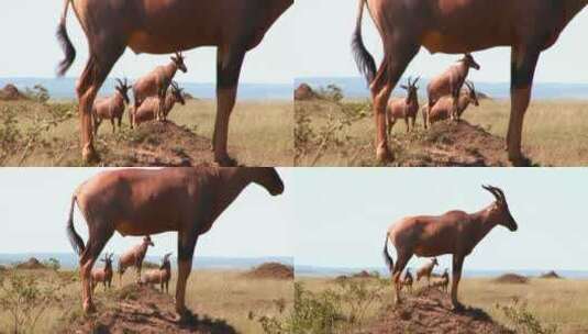 在岩石上的非洲羚羊高清在线视频素材下载