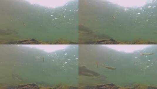 湖里水下鲑鱼高清在线视频素材下载
